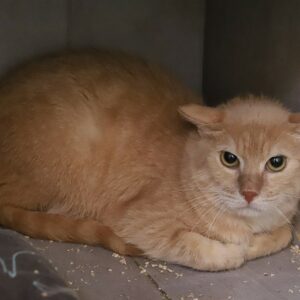 Adoption animaux 13 FRIMOUSSE